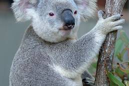 koala-gallery258_172_70_60_crop_1438829797