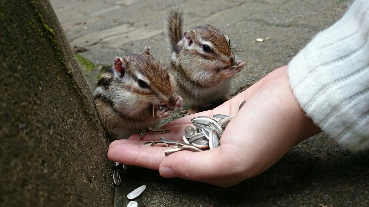 加茂山公園のリス園 ハネムーンのことならベルツアー