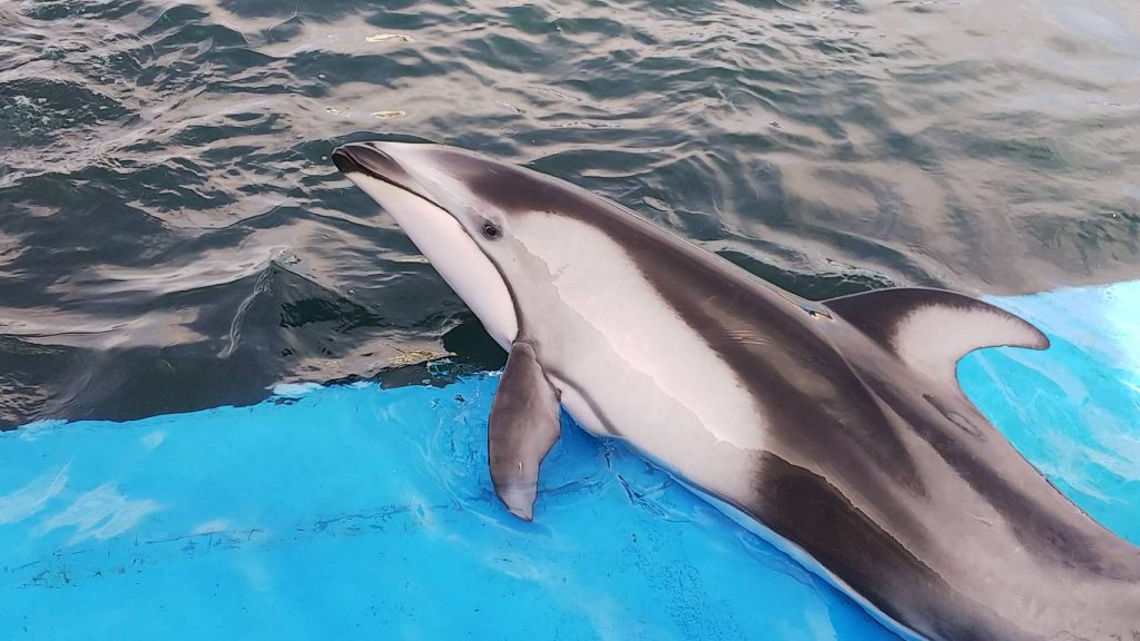 カマイルカ | ハネムーンのことならベルツアー