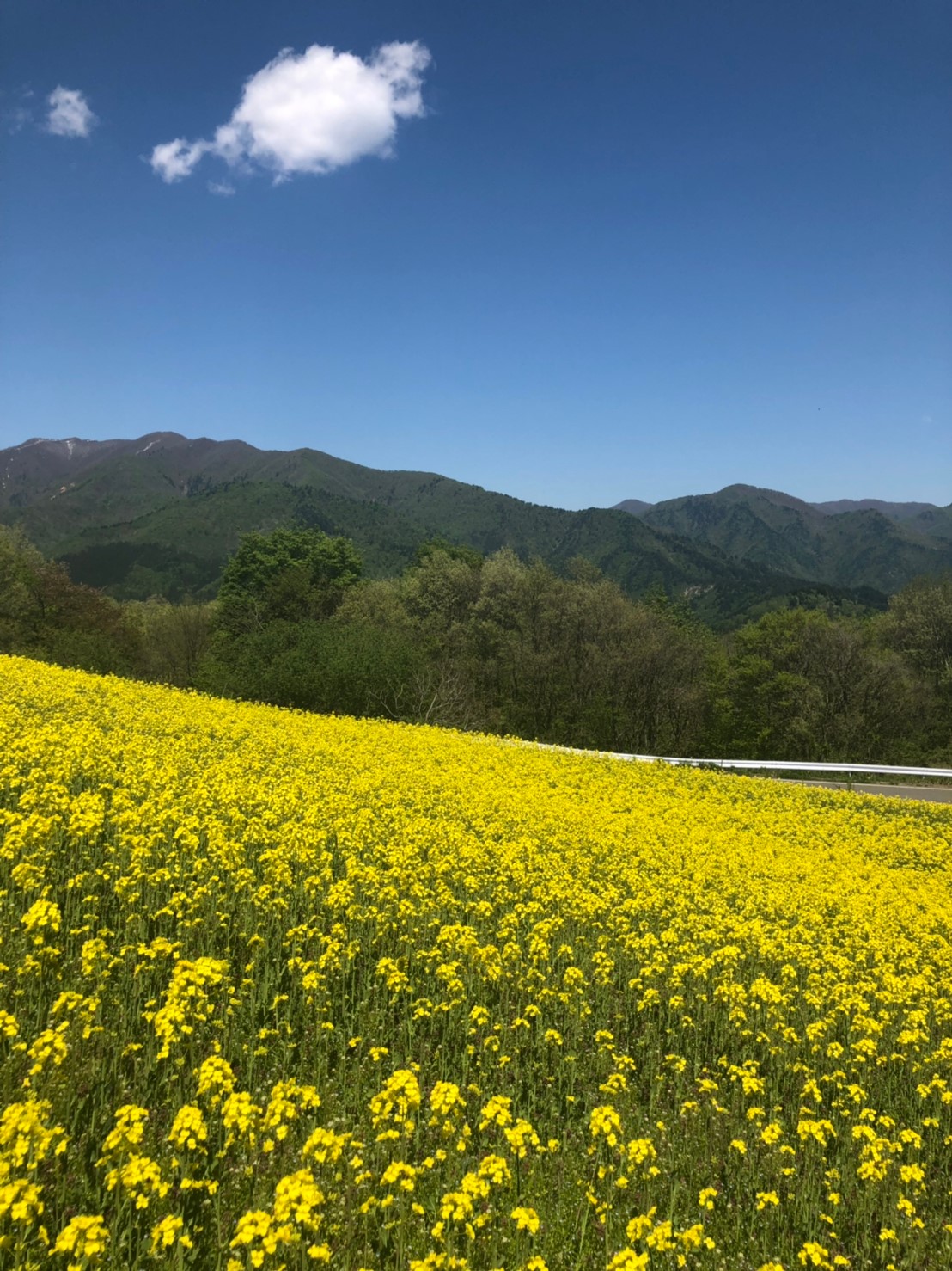 今が見頃 菜の花フェスタ 三ノ倉高原花畑 ハネムーンのことならベルツアー